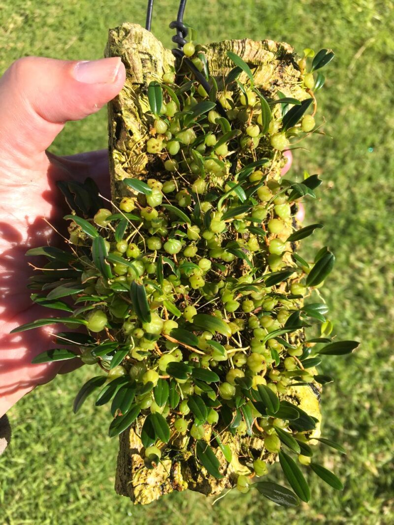 Bulbophyllum exiguum (plant) Western Orchids
