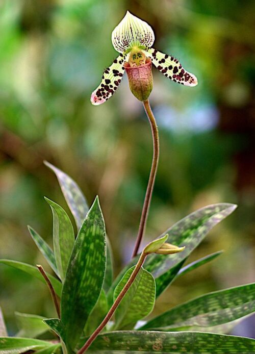 Paphiopedilum Western Orchids